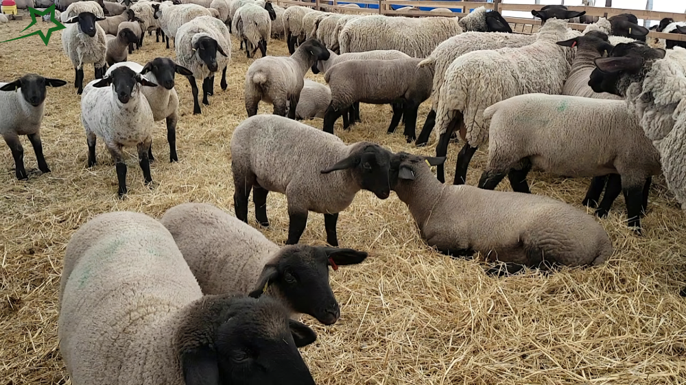 Suffolk Sheep Distinctive Markings