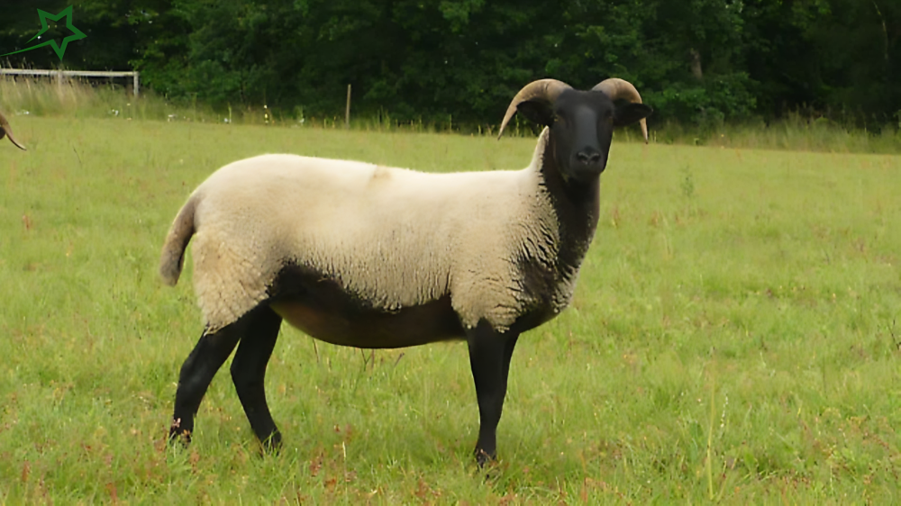 Suffolk Sheep Distinctive Markings